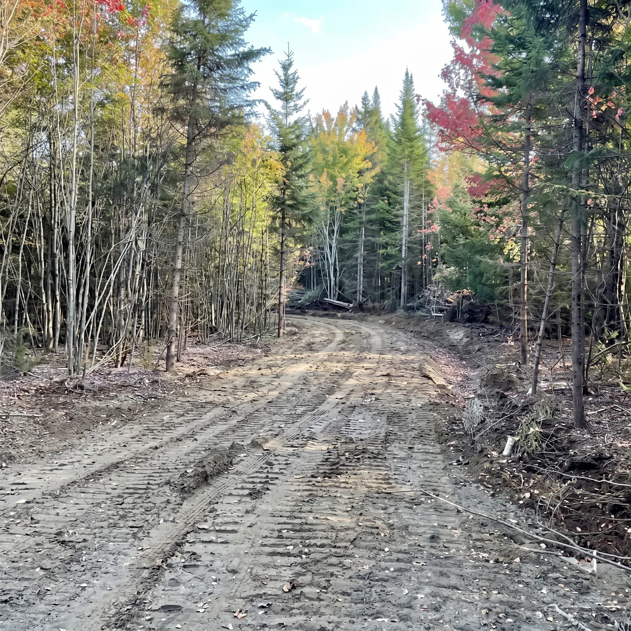 Chemin d'accès forestier fraîchement aménagé dans une forêt mixte québécoise à l'automne