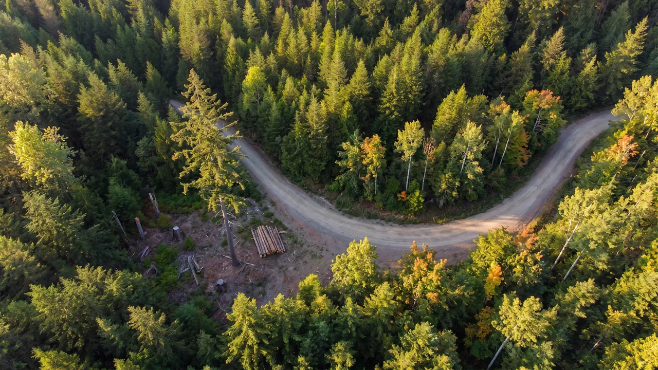 Excavation forestière en cours dans un boisé québécois